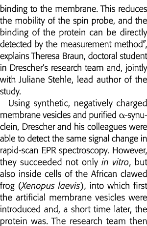 binding to the membrane  This reduces the mobility of the spin probe, and the binding of the protein can be directly    