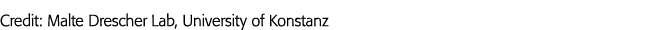 Credit: Malte Drescher Lab, University of Konstanz