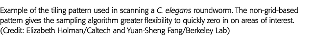 Example of the tiling pattern used in scanning a C  elegans roundworm  The non-grid-based pattern gives the sampling    