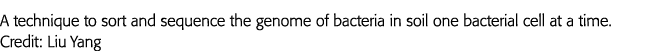 A technique to sort and sequence the genome of bacteria in soil one bacterial cell at a time  Credit: Liu Yang