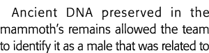 Ancient DNA preserved in the mammoth s remains allowed the team to identify it as a male that was related to 
