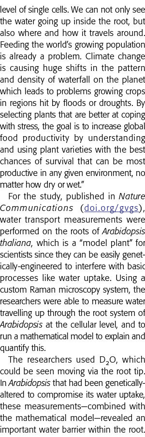 level of single cells  We can not only see the water going up inside the root, but also where and how it travels arou   