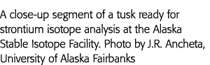 A close-up segment of a tusk ready for strontium isotope analysis at the Alaska Stable Isotope Facility  Photo by J R   