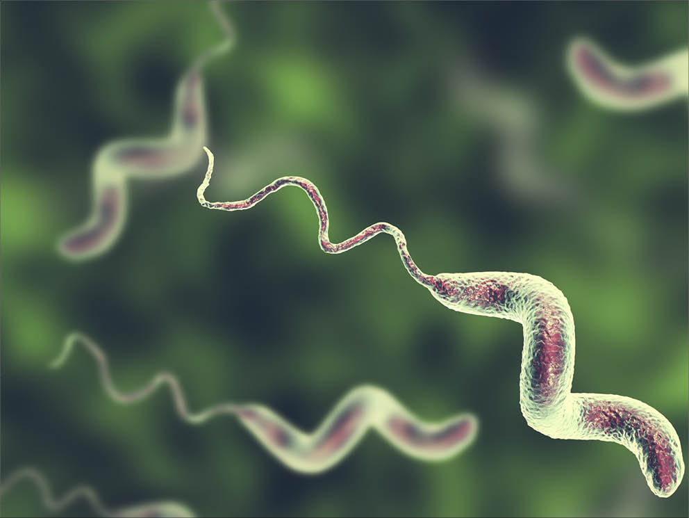 Campylobacter bacteria, C  jejuni, C  fetus, Gram-negative S-shaped motile bacteria the causative agent of food-borne infection campylobacteriosis, 3D illustration