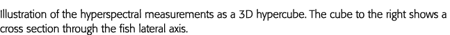 Illustration of the hyperspectral measurements as a 3D hypercube  The cube to the right shows a cross section through   