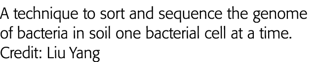 A technique to sort and sequence the genome of bacteria in soil one bacterial cell at a time  Credit: Liu Yang