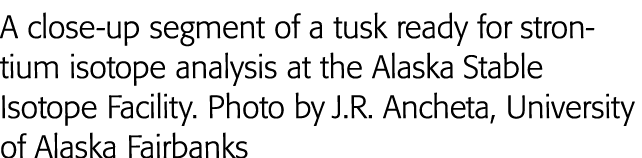 A close-up segment of a tusk ready for strontium isotope analysis at the Alaska Stable Isotope Facility  Photo by J R   