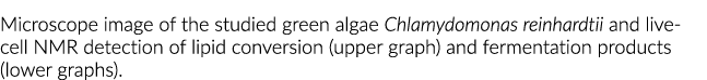 Microscope image of the studied green algae Chlamydomonas reinhardtii and live-cell NMR detection of lipid conversion   