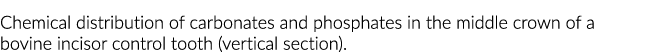 Chemical distribution of carbonates and phosphates in the middle crown of a bovine incisor control tooth (vertical se   