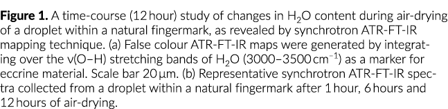 Figure 1  A time-course (12 hour) study of changes in H2O content during air-drying of a droplet within a natural fin   