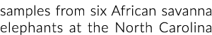 samples from six African savanna elephants at the North Carolina 