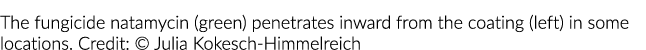 The fungicide natamycin (green) penetrates inward from the coating (left) in some locations. Credit: © Julia Kokesch-...