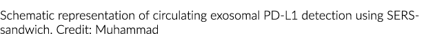 Schematic representation of circulating exosomal PD-L1 detection using SERS-sandwich. Credit: Muhammad