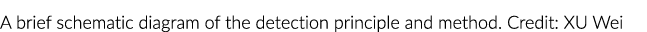 A brief schematic diagram of the detection principle and method. Credit: XU Wei
