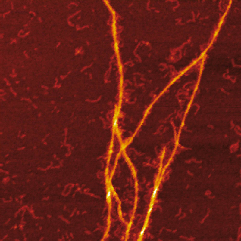 Charge detection MS provides insight into protein coaggregation in