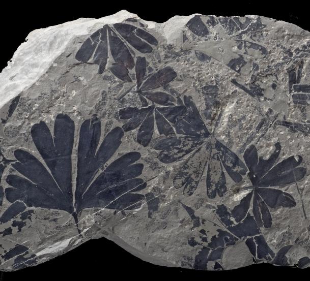 Plant Fossils