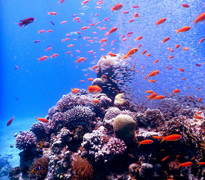 Mass spectrometry shows how vital coral algae adapts to warming seas ...