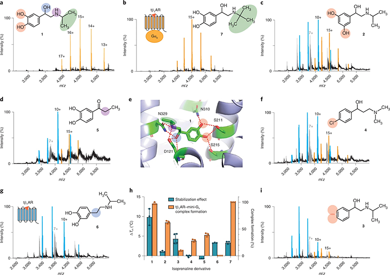 Figure illustrating the structure–function relationship of isoprenaline derivatives by native MS