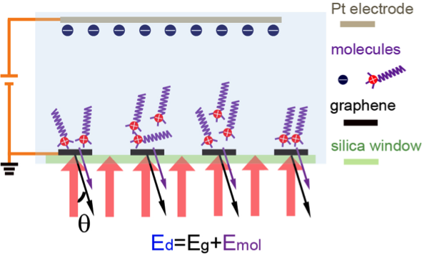 The diffraction signal is generated by periodic variation of optical susceptibility at the interface, which comes from both the graphene grating itself and different adsorbed molecules in the electrolyte double layer induced by the graphene grating. Credit: Feng Wang, Berkeley Lab