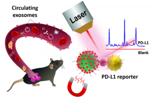 Schematic representation of circulating exosomal PD-L1 detection using SERS-sandwic
