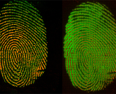 Images of fingerprints showing the change in distribution of palmitic acid and the more immobile waxy residue.