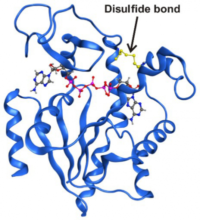 High resolution x-ray structure of the enzyme adenylate kinase trapped in a transient structural state by a covalent disulfide bond.