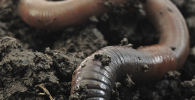 MALDI-MS imaging has shown that earthworms' guts contain drilodefensins which protect the worm from plant polyphenols. Photo of an earthworm