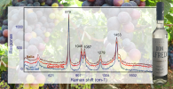 Raman spectra overlayed on photos of grapes and a bottle of Pisco