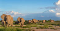 Photo of elephants in the wild