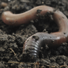 Photo of an earthworm