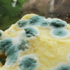 Photo of mould on cheese
